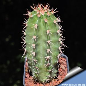 Echinocereus triglochidiatus v. subnudus HK1040 Manzano, Torrance County, New Mexico, USA