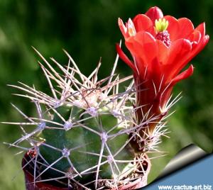 Echinocereus triglochidiatus v. mojavensis Moab, Utah, USA