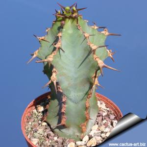 Euphorbia coerulescens