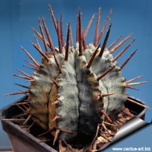 Euphorbia horrida