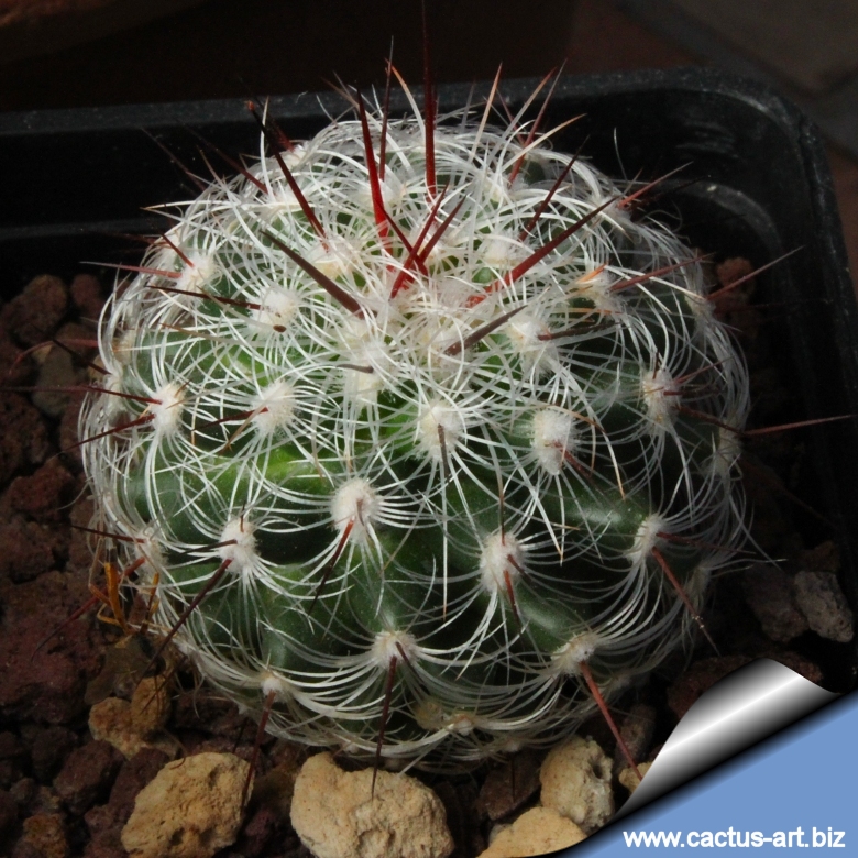 Mammillaria deherdtiana ssp. dodsonii