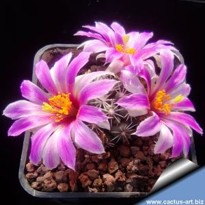 Mammillaria schumannii (Bartschella schumannii)