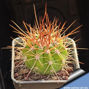 Melocactus florschuetzianus HU148 Barrocao, Francisco Sa, Minas Gerais, Brazil, 950m