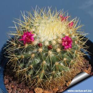 Mammillaria pringlei