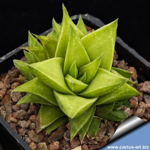 Haworthia hybrid lateganiae x floribunda