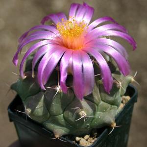 Thelocactus buekii