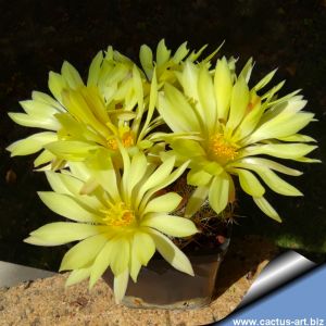 Mammillaria longimamma x sphaerica