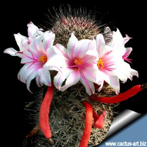 Mammillaria fraileana