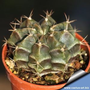 Gymnocalycium damsii var. tucavocense