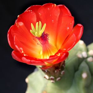 Echinocereus triglochidiatus v. mojavensis f. inermis Moab, Utah, USA