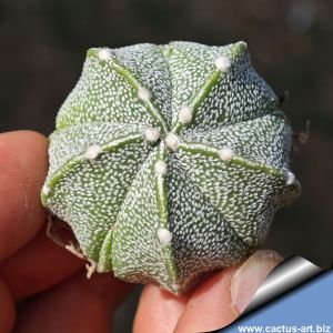 Astrophytum hybrid CO-AS F1 (A. coahuilense x A. asterias) 5 ribs