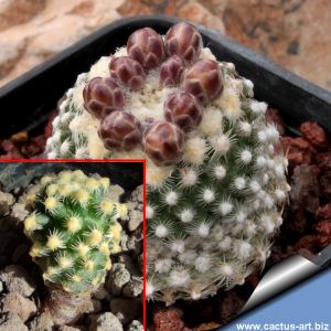 Pediocactus knowltoni SB304 San Juan County, New Mexico, USA (seedling)