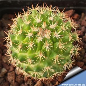 Mammillaria carnea