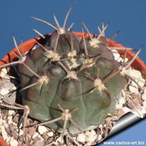 Gymnocalycium mostii JPR112/267