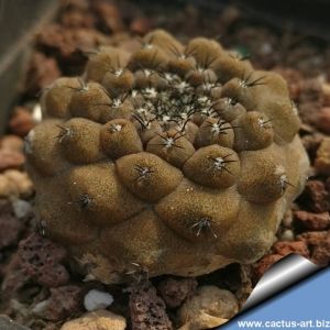 Copiapoa hypogea barquitensis FK-393 South of Barquito, Antofagasta, Chile 400m