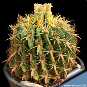 Ferocactus latispinus flavispinus