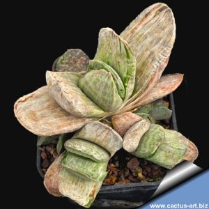 Gasteria gracilis variegata ( clone 1 )