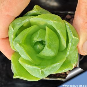 Haworthia agavoides