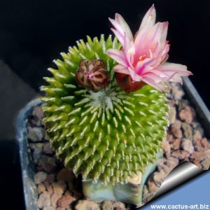 Turbinicarpus pseudopectinatus cv. BARBORA (Pelecyphora pseudopectinata f. inermis)