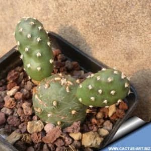 Opuntia rhodantha, Torrey, DW