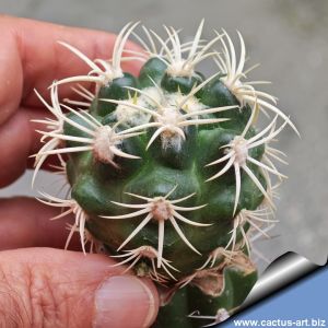 Discocactus zehntneri ssp. alagoinhensis Piauí, Northeast of Brazil (grafted) 