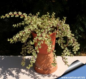 Portulacaria afra f. variegata  (Rainbow Bush)