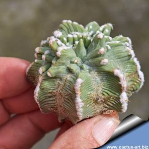 Aztekium hintonii cv. KIKKO (f. mostruosa)