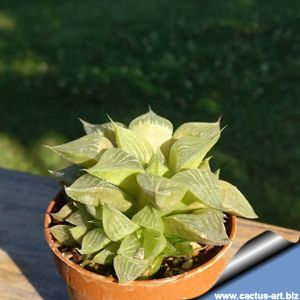 Haworthia aff. dekenahii Near Johnson  Post-RSA