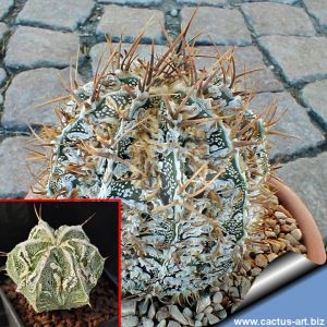 Astrophytum ornatum cv. FUKURYU HANYA (FUKURYU + HAKU-JO)