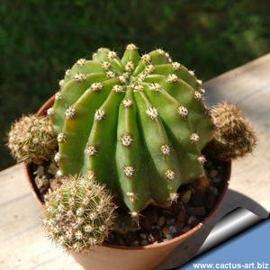 Echinopsis hybrid rosa antico +++ / antique pink