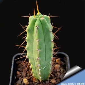 Trichocereus pachanoi (Spiny type)