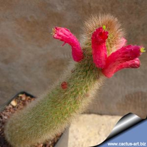 Cleistocactus smaragdiflorus v. decumbens