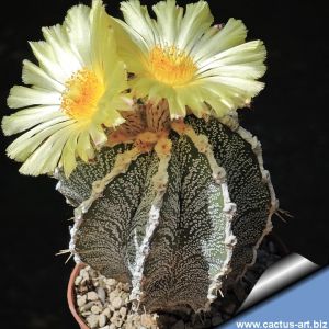 Astrophytum ornatum cv. HANYA (HAKU-JO)