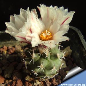 Turbinicarpus hoferi Joyas de Bocacelli, Nuevo León, Mexico