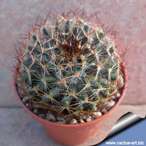 Mammillaria aurisaeta