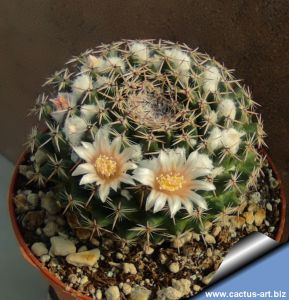 Mammillaria ritteriana  Huizache, San Luis Potosi, Mexico.