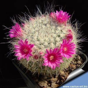 Mammillaria woodsii (Mammillaria hahniana subs. woodsii)