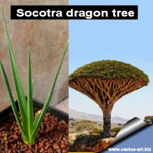 Dracaena cinnabari (Socotra dragon tree)