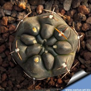 Gymnocalycium gibbosum v. chubutense JN1375 Playa Union, Chubut, Argentina