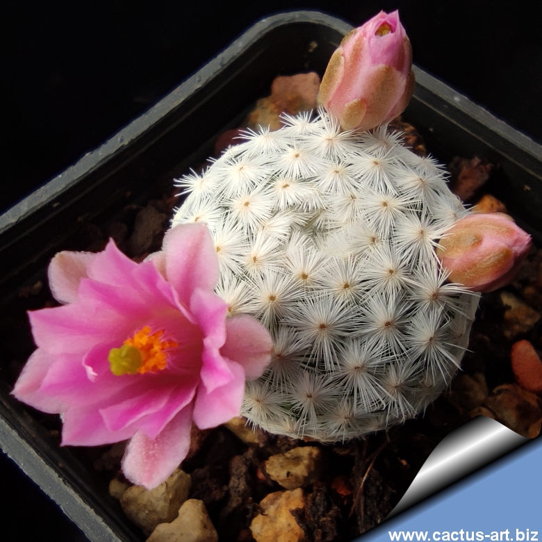 Mammillaria herrerae uncommon 2 headed store cactus