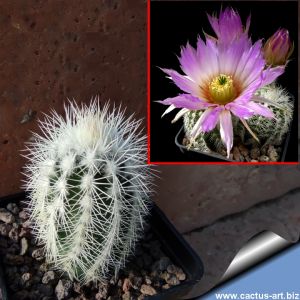 Echinocereus reichenbachii v. baileyi 'minor' (albispinus) JRT228 Troy, Johnston Co., Oklahoma, USA