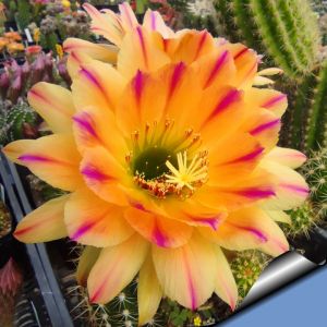 Trichopsis (Trichocereus x Echinopsis hybrid) cv. PINK STRIPES