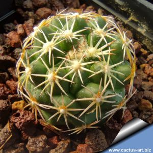 Coryphantha scolymoides (Syn: Coryphantha cornifera v. scolymoides)