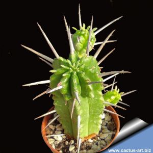 Euphorbia ferox (large form)