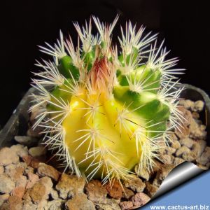 Echinocereus hybrid forma variegata (Mixed forms)