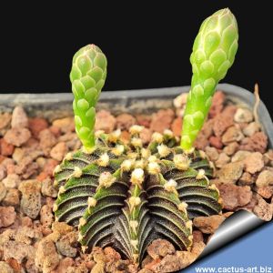 Gymnocalycium friedrichii v. angustostriatum LB2178 Aqua Dulce Alto Paraguay-Chaco, Paraguay