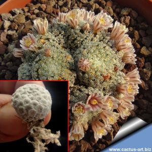 Mammillaria breviplumosa GCG12500 Mapimi, Durango, Mexico (SEEDLING 0.8-1.2  cm)