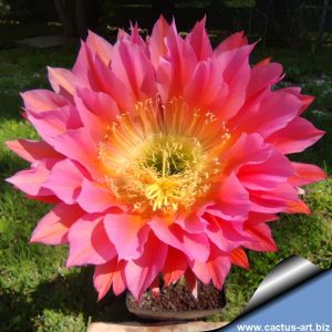 Trichopsis (Trichocereus x Echinopsis hybrid) cv. FLYING SAUCER