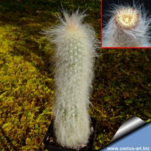 Cremnocereus albipilosus Dry Forest of Bolivia CUTTING/TALEA