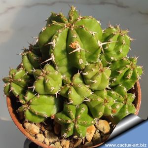 Euphorbia tubiglans